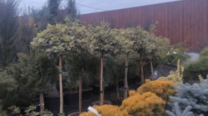 обзор на падуб  остролистный ауреомаргината посадка и уход