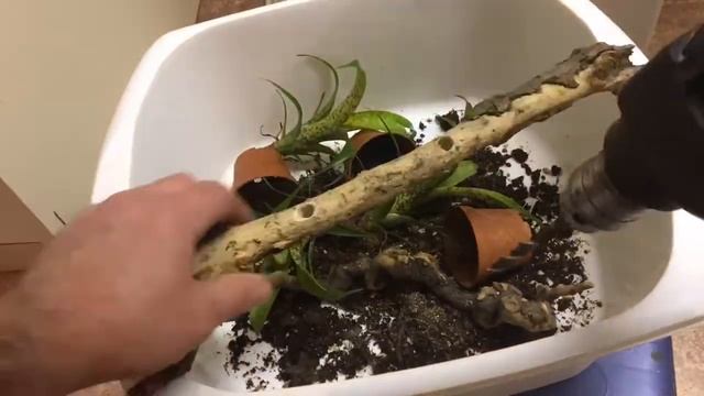 How I Mount Bromeliads to Wood for my Vivariums - Vriesea Fenestralis смотреть онлайн