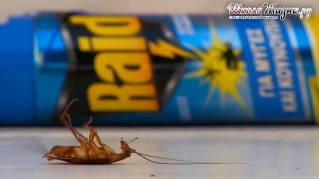 Рейд от тараканов смотреть онлайн