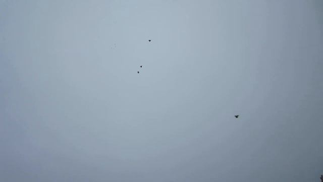 Межевикин А Н полковник Николаевские голуби г Лиски Воронежская обл 13 10 2019 смотреть онлайн