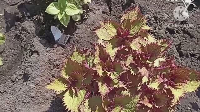 Сибирь. Высаживаю Колеусы в открытый грунт, на постоянное место. смотреть онлайн