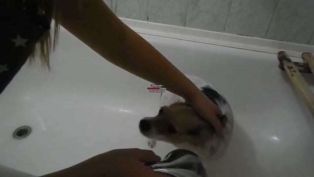 DOG vs CAT - Мытье собак смотреть онлайн