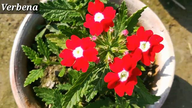 Some Beautiful Winter Flowering Plants / Winter Season Flower Plant