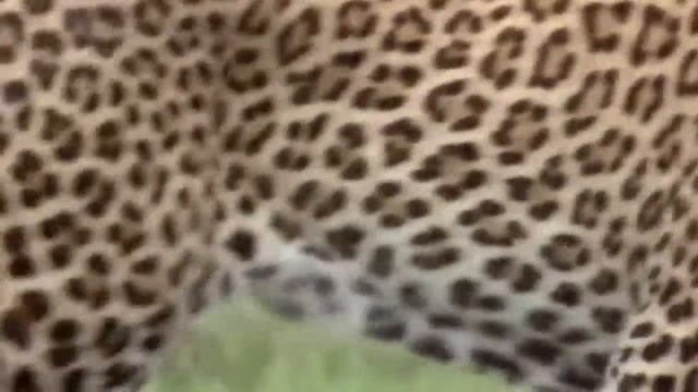 ЛЕОПАРДЫ невидимки в САВАННАХ АФРИКИ/ВСЁ о ЛЕОПАРДАХ смотреть онлайн