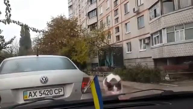 прикол супер смотреть всем !ржак 2013 кот смотреть онлайн
