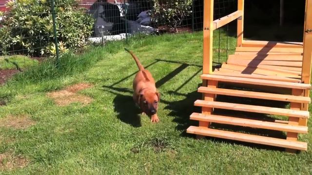 Sabayuma Rhodesian Ridgeback Kennel Bandari Wurf 5 Woche смотреть онлайн