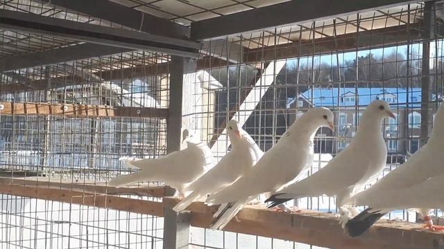 Многопёрые белые бакинцы +7(925)502-25-09 смотреть онлайн