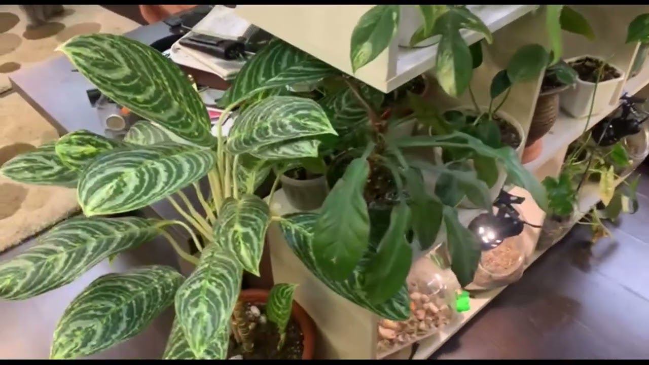 Комнатные растения весну и лето без подсветки и увлажнителя. смотреть онлайн