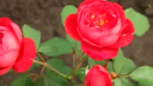 САЖЕНЦЫ РОЗ, РОЗА "БЕНЖАМИН БРИТТЕН" смотреть онлайн