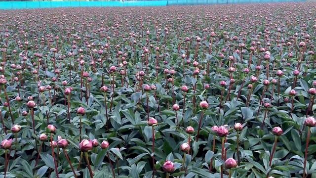 Peony Sarah Bernhardt when you LOVE pink Peonies - www.peonyshop.com смотреть онлайн