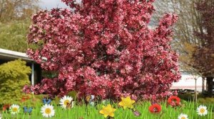 Яблоня декоративная Роялти ? Обзор: посадка и уход. саженцы яблони Роялти: описание и особенности