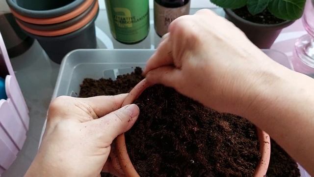 Проснулись глоксинии смотреть онлайн