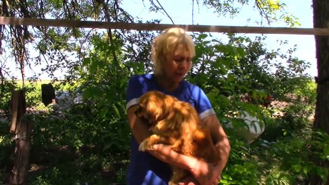 Собачка, найденная на картофельном поле, надеется попасть в хорошую семью смотреть онлайн