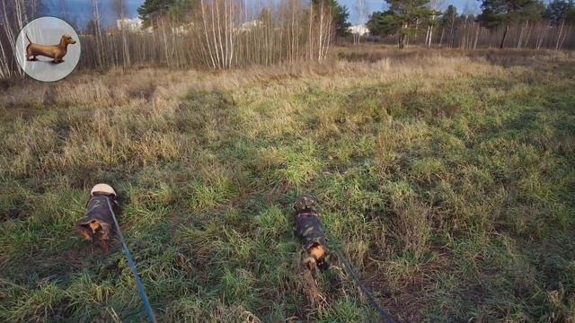 ТАКСА ^ ТАКСЫ ^ ТАКСА ? ? ? ЧТО ЛУЧШЕ ОДНОЙ ТАКСЫ? ТОЛЬКО ТРИ ТАКСЫ!