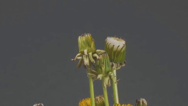 Как побороть бессонницу. Здоровый сон. Медитация тета хилинга Татьяны Бабковой смотреть онлайн