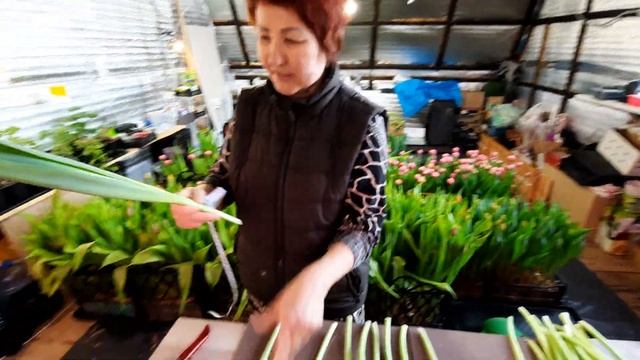 Выгонка тюльпанов 2023 подходит к концу. Продолжаю срезку. Мои фавориты. смотреть онлайн