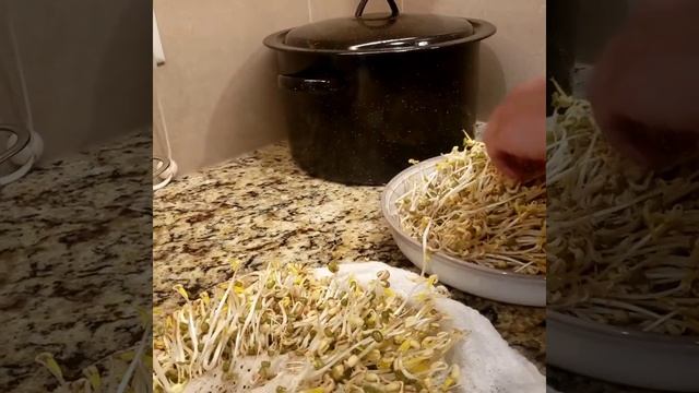Свинина по корейски смотреть онлайн