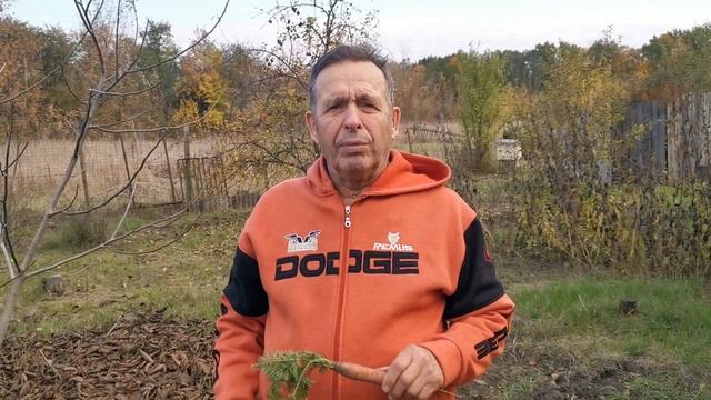 Как сохранить морковь до весны смотреть онлайн