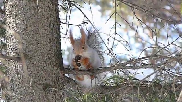 Белка ест шишку.