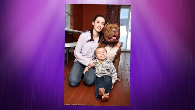 O MAIOR PITBULL DO PLANETA смотреть онлайн