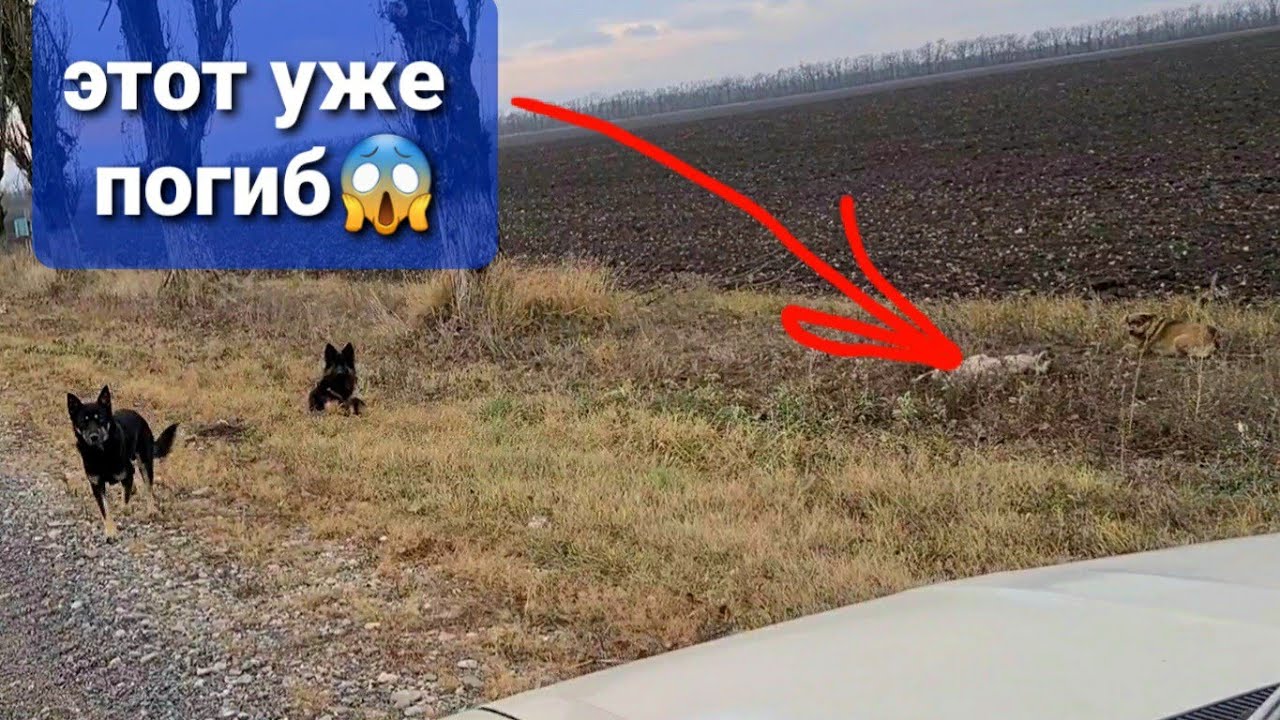 Выкинули 4 собак на мороз в поля?один уже погиб. Вы что НЕЛЮДИ творите_.mp4