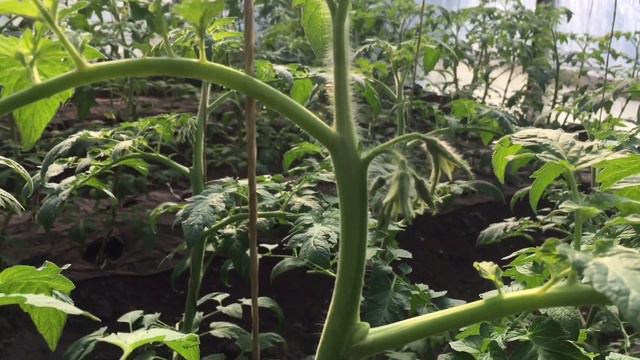 Применение флорона