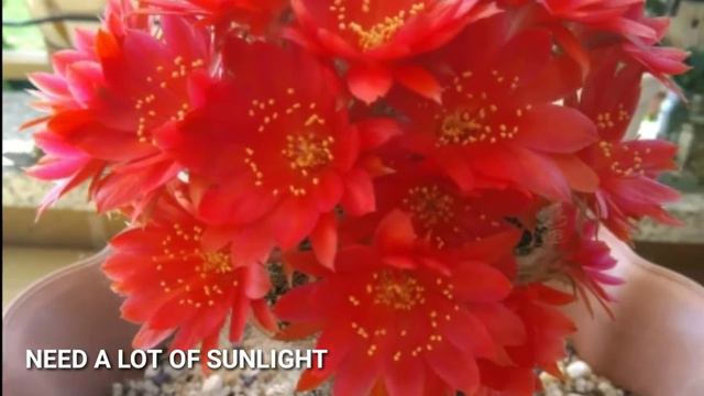 THE BEAUTIFUL FLOWERS OF CACTUS. LAS HERMOSAS FLORES DE CACTUS. BUNGA KAKTUS YANG INDAH смотреть онлайн
