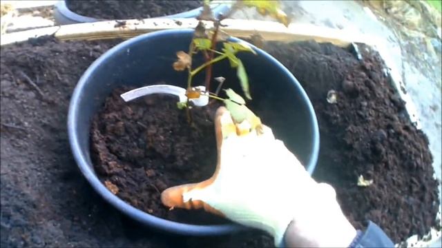 Planting Tayberry Bushes In Raised Bed Planters смотреть онлайн