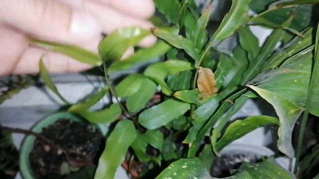 Очередной обзор комнатных цветов. Пересадка суккулентов. смотреть онлайн