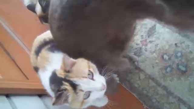 Кошка делает массаж 🐾😇 смотреть онлайн