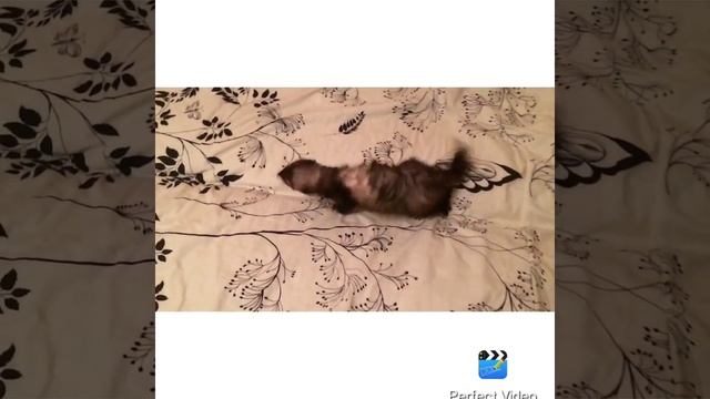 Jason Derulo feat Snoop Dogg 'Wiggle' смотреть онлайн