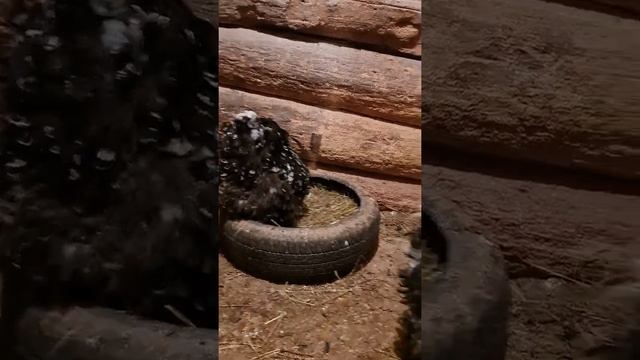 кохинхин мрамор в моем хозяйстве смотреть онлайн