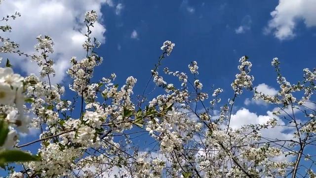 ВЕСНА ПРИШЛА, соловьи поют. смотреть онлайн