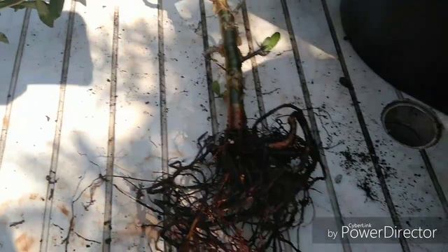 A Run A Muck Myrrh Tree Repot (Commiphora kua) #Myrrh смотреть онлайн
