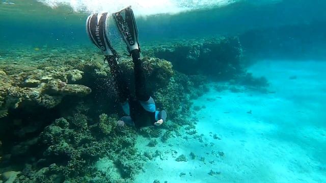 Подводный мир рифа отеля Тропитель, Дахаб 2021 / Snorkeling Tropitel, Dahab смотреть онлайн