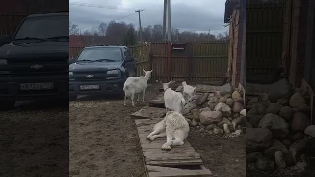 Алабай и Козлята. Они покорят ваше сердце смотреть онлайн