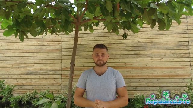 Какая погода в Доминикане в Феврале? (доминикана. доминикана2017. доминикана цены. доминикана видео