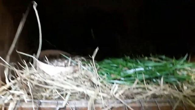 Все мои свинюшки смотреть онлайн