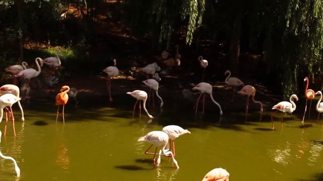 ФЛАМИНГО. ИНТЕРЕСНЫЕ ФАКТЫ О САМОЙ КРАСИВОЙ ПТИЦЕ! РОЗОВЫЙ ФЛАМИНГО. ПОЧЕМУ ФЛАМИНГО ТАКОГО ЦВЕТА? смотреть онлайн