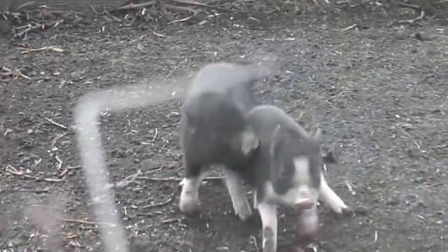 Вьетнамские поросята смотреть онлайн