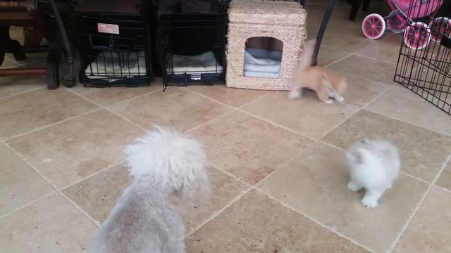 Lambkin(3) смотреть онлайн