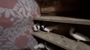 Пермские голуби.Как дальше без них?Что будет?
