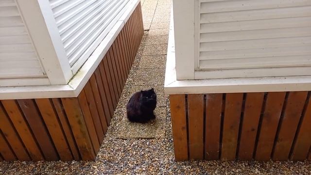 как отучить кошку от цветочных горшков смотреть онлайн