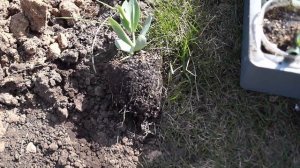 Эустома высадка в грунт.Эустома выращивание от посева до цветения.