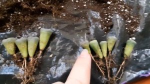 Литопсы. Живые камни. Пересадка.