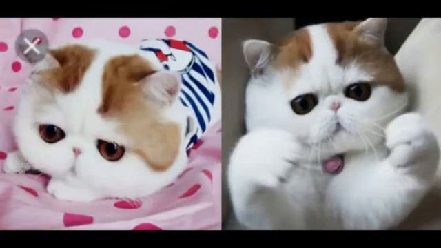 Снупи очень милые коты смотреть онлайн