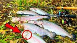 ФОРЕЛЬ ДУРЕЕТ ОТ ЭТОЙ БЛЕСНЫ Ловля форели осенью на спиннинг.mp4