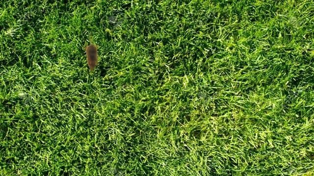 Cat Games - Mouse Run (Show this to your cat) смотреть онлайн