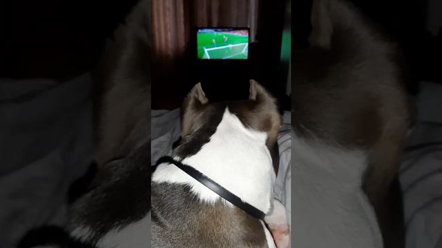 Амстафф 8 месяцев | вы любите ногомяч? | Amstaff 8 months | Staffy 1# смотреть онлайн