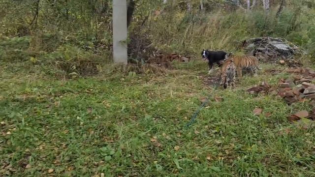 Тигрята приехали в лес /Tiger Cubs in the Forest смотреть онлайн